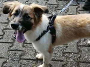 Cachorro raça SRD idade 1 ano nome Chico