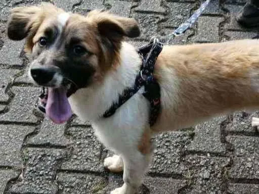 Cachorro raça SRD idade 1 ano nome Chico