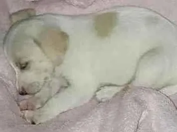 Cachorro raça Srd idade Abaixo de 2 meses nome Buba