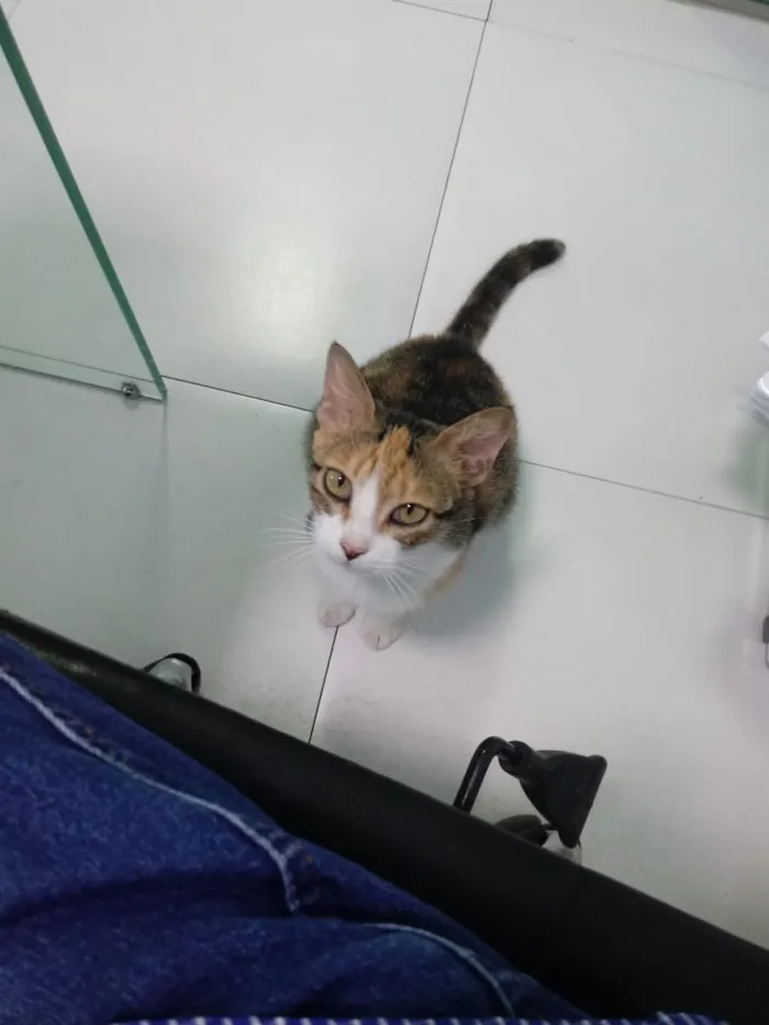 Gato ra a  idade 6 ou mais anos nome Nena