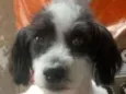 Princesa