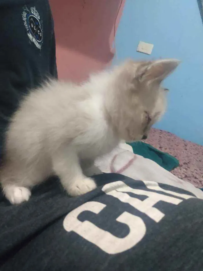 Gato ra a Misturados  idade Abaixo de 2 meses nome Não tem