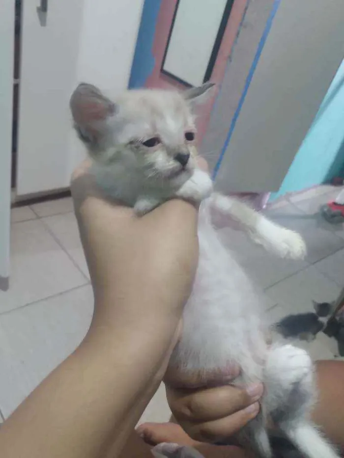 Gato ra a Misturados  idade Abaixo de 2 meses nome Não tem