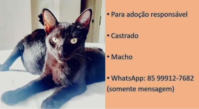 Gato ra a Indefinida idade 1 ano nome Sem Nome - a definir