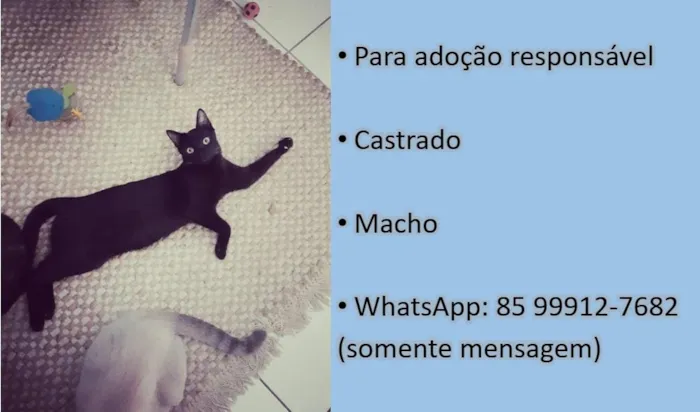 Gato ra a Sem Raça Definida idade 1 ano nome Sem Nome - a definir