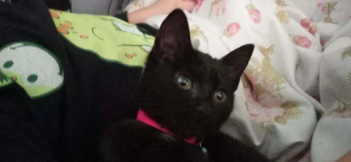 Gato ra a Não sei idade 2 a 6 meses nome Não tem nome