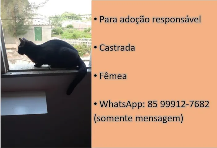 Gato ra a Sem Raça Definida idade 1 ano nome Sem Nome - a definir