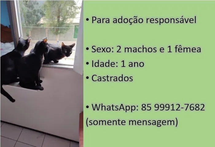 Gato ra a Sem Raça Definida idade 1 ano nome Sem Nome - a definir