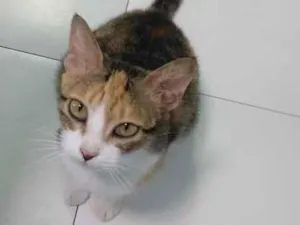 Gato raça  idade 6 ou mais anos nome Nena