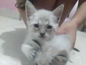 Gato raça Misturados  idade Abaixo de 2 meses nome Não tem