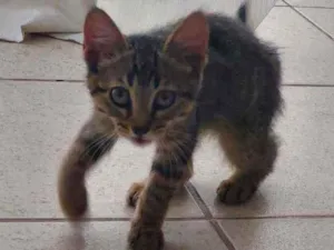 Gato raça Srd idade Abaixo de 2 meses nome Nala