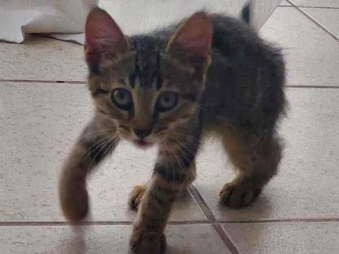 Gato ra a Srd idade Abaixo de 2 meses nome Nala