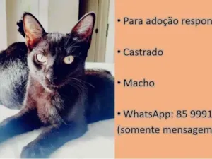 Gato raça Indefinida idade 1 ano nome Sem Nome - a definir