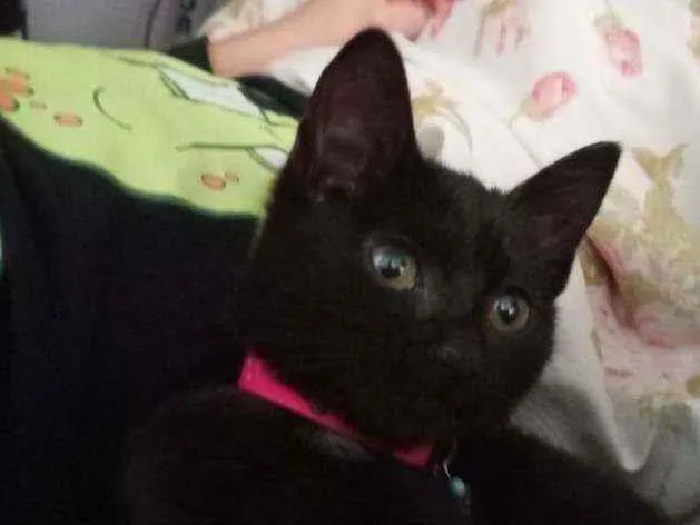 Gato ra a Não sei idade 2 a 6 meses nome Não tem nome