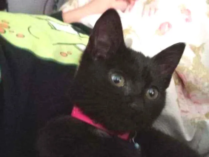 Gato ra a Não sei idade 2 a 6 meses nome Não tem nome