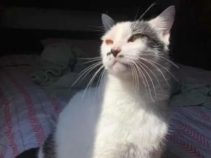 Gato raça Sem raça idade 6 ou mais anos nome Lady