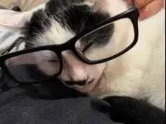 Gato raça Sem raça idade 6 ou mais anos nome Lady