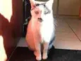 Lady