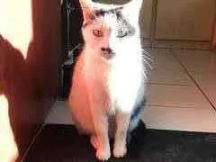 Gato raça Sem raça idade 6 ou mais anos nome Lady