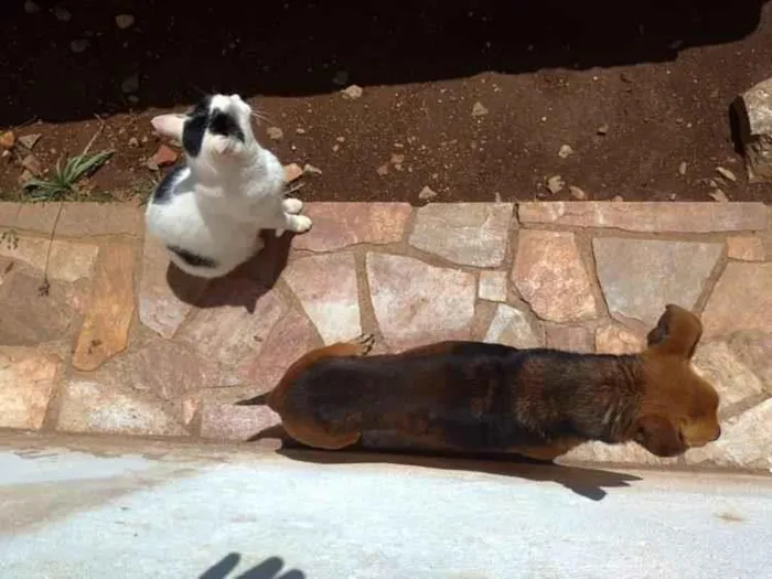 Gato raça Sem raça idade 6 ou mais anos nome Lady