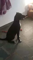 Biscoito