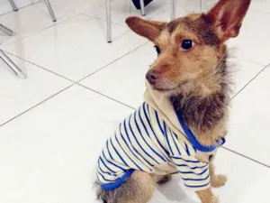 Cachorro raça SRD idade 4 anos nome Apolo