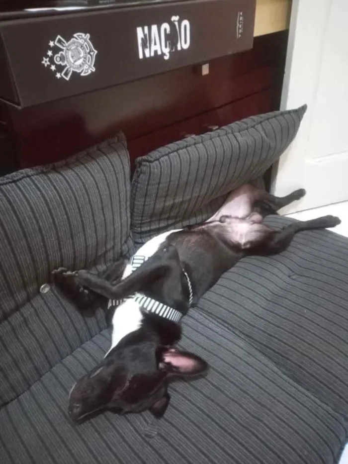 Cachorro raça Srd idade 7 a 11 meses nome Oreo bebê lindo 