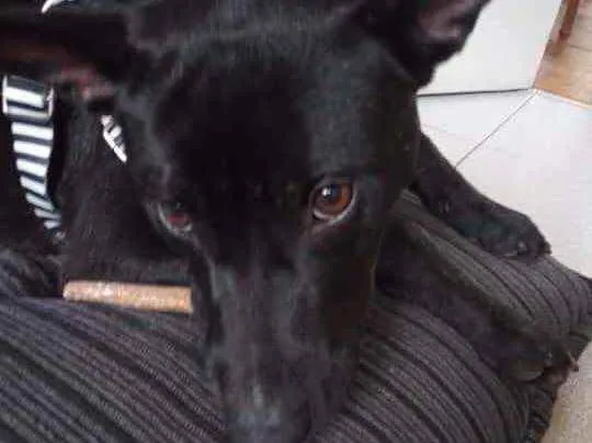 Cachorro raça Srd idade 7 a 11 meses nome Oreo bebê lindo 