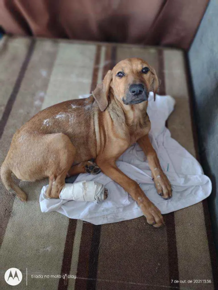 Cachorro raça Viralata mestiça  idade 2 a 6 meses nome Não tem 