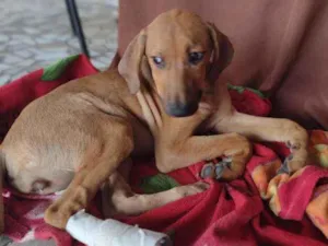 Cachorro raça Viralata mestiça  idade 2 a 6 meses nome Não tem 