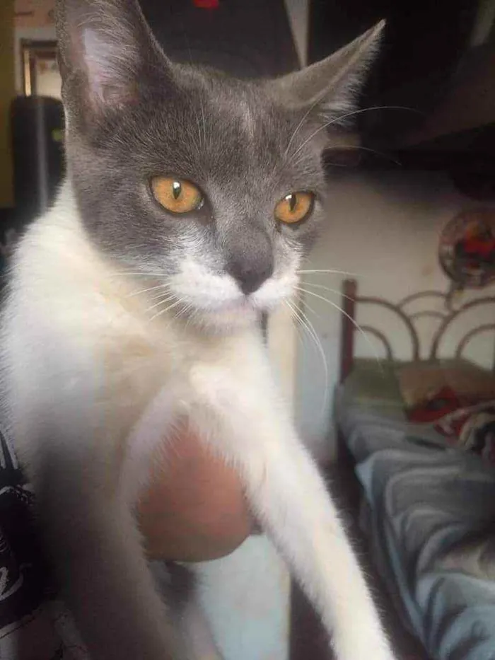 Gato ra a S.R.D. idade 2 a 6 meses nome Tatá
