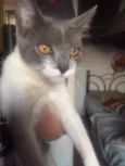Tatá