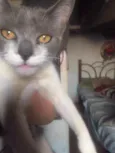 Tatá