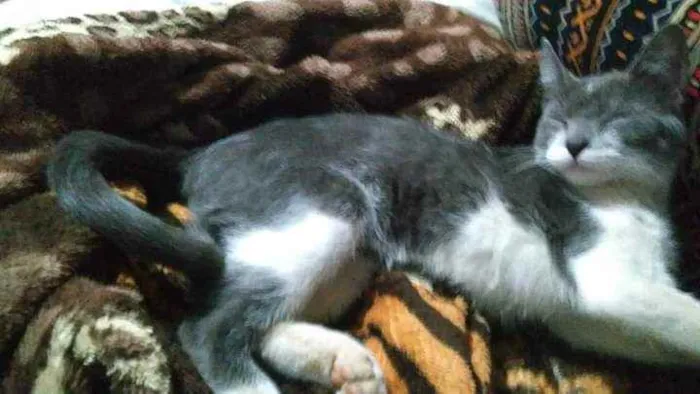 Gato ra a S.R.D. idade 2 a 6 meses nome Tatá