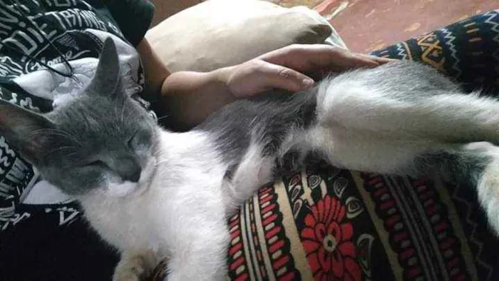 Gato ra a S.R.D. idade 2 a 6 meses nome Tatá