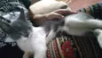 Tatá