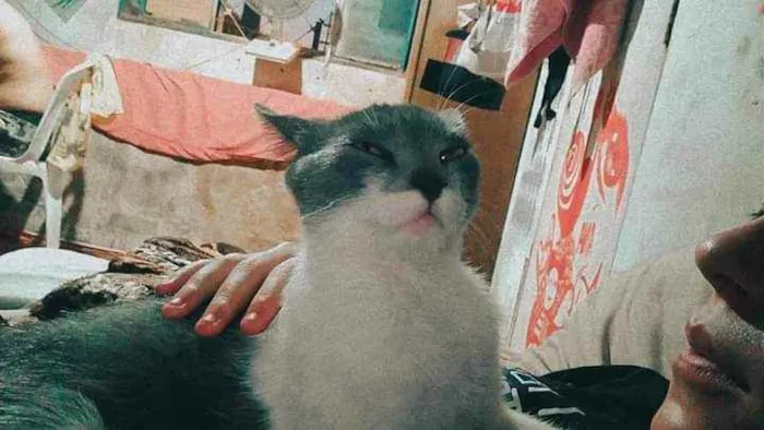 Gato ra a S.R.D. idade 2 a 6 meses nome Tatá