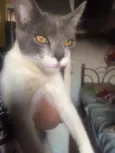 Tatá