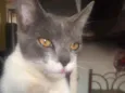 Tatá