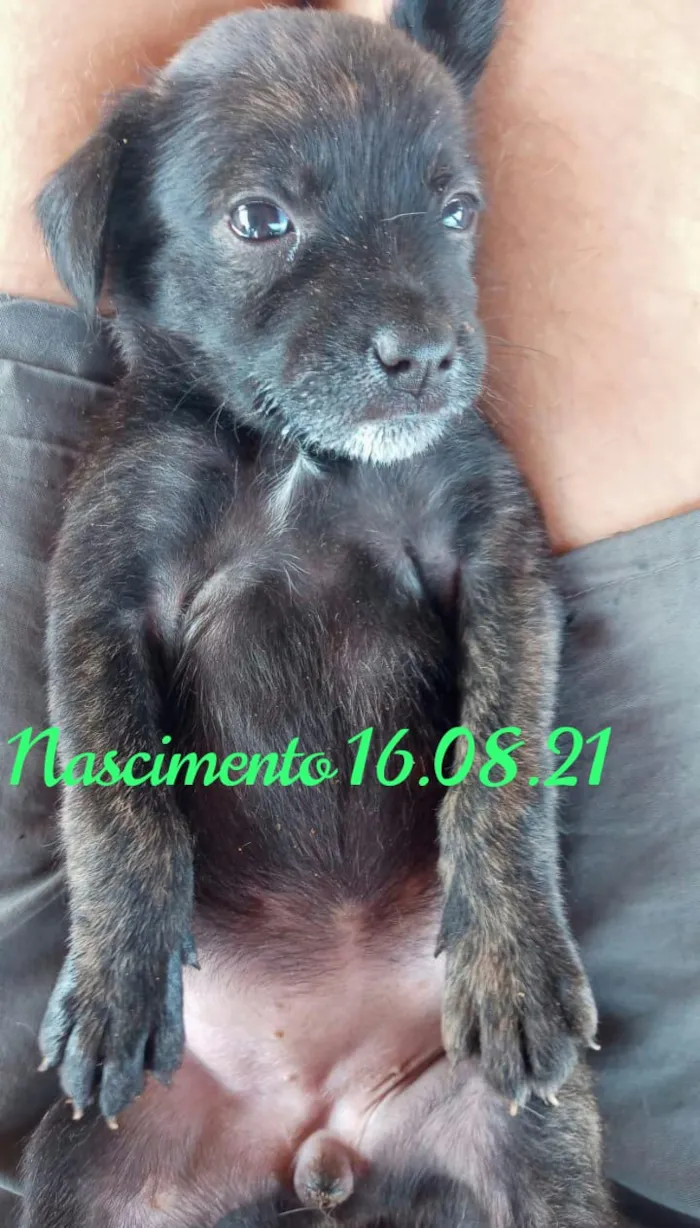 Cachorro ra a SDR idade Abaixo de 2 meses nome MILA