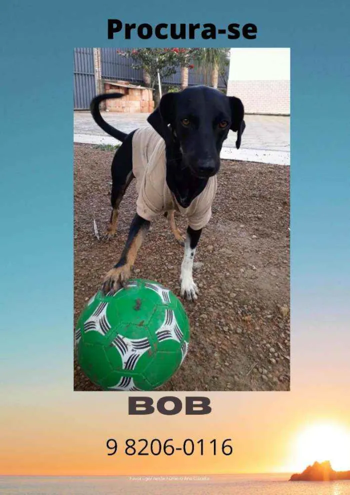 Cachorro ra a Vira lata idade 7 a 11 meses nome Bob