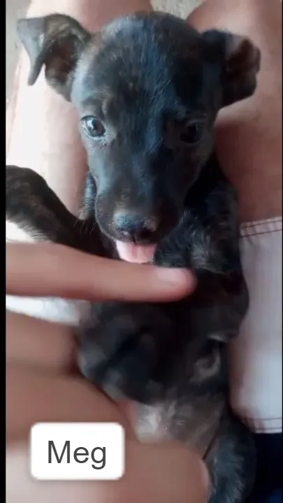 Cachorro ra a SDR idade Abaixo de 2 meses nome MEG