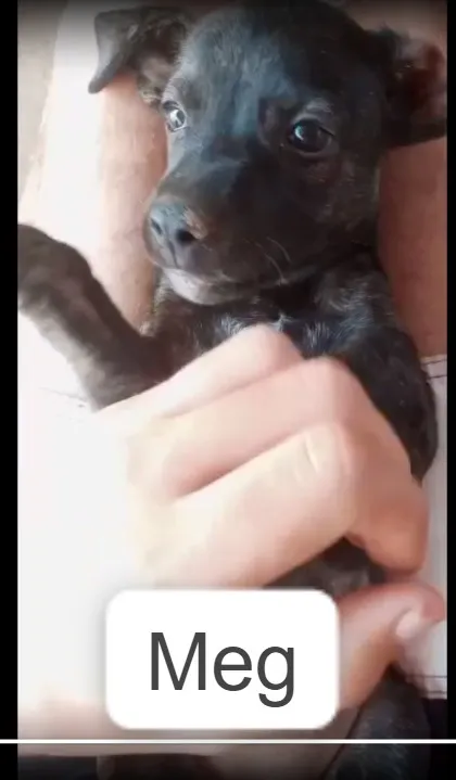 Cachorro ra a SDR idade Abaixo de 2 meses nome MEG