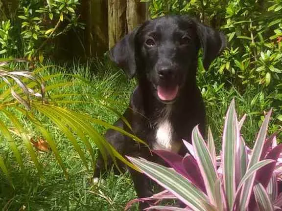 Cachorro ra a Sem raça definifa idade 1 ano nome Bagheera