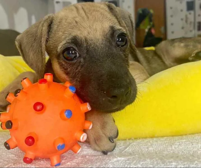 Cachorro ra a SRD idade Abaixo de 2 meses nome Bob