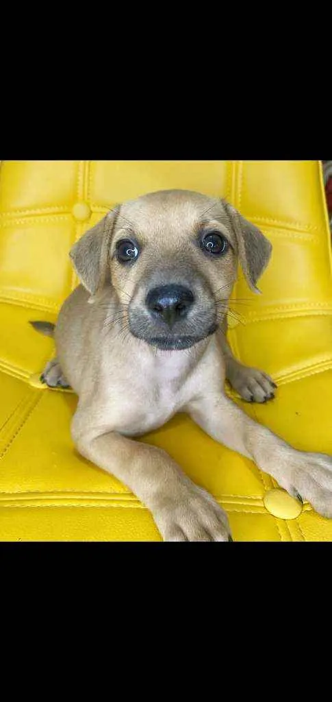 Cachorro ra a SRD idade Abaixo de 2 meses nome Lia