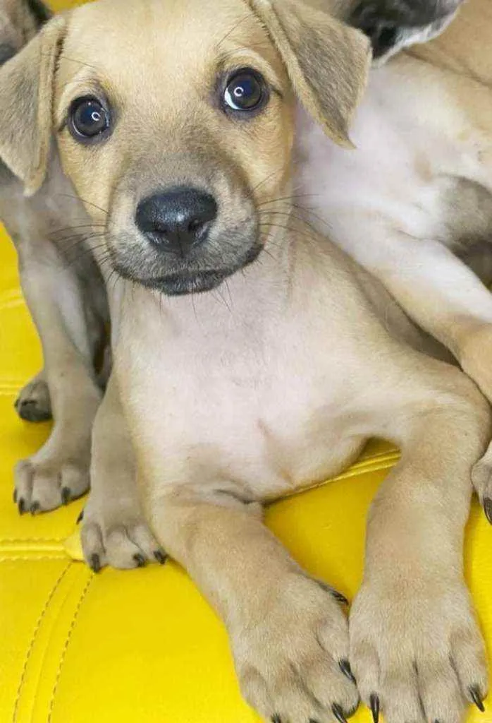 Cachorro ra a SRD idade Abaixo de 2 meses nome Lia