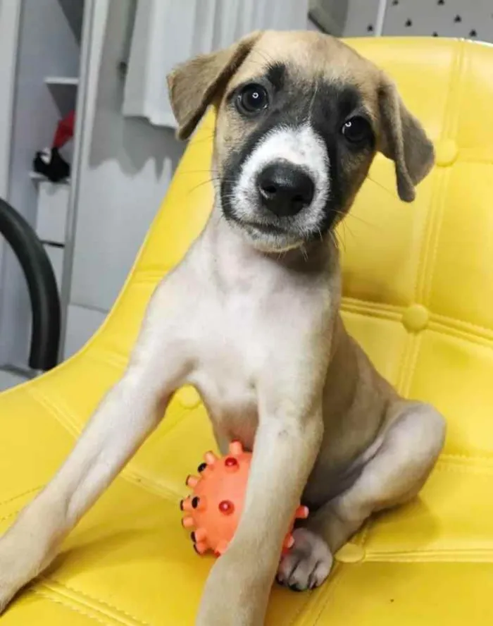 Cachorro ra a SRD idade Abaixo de 2 meses nome Bia
