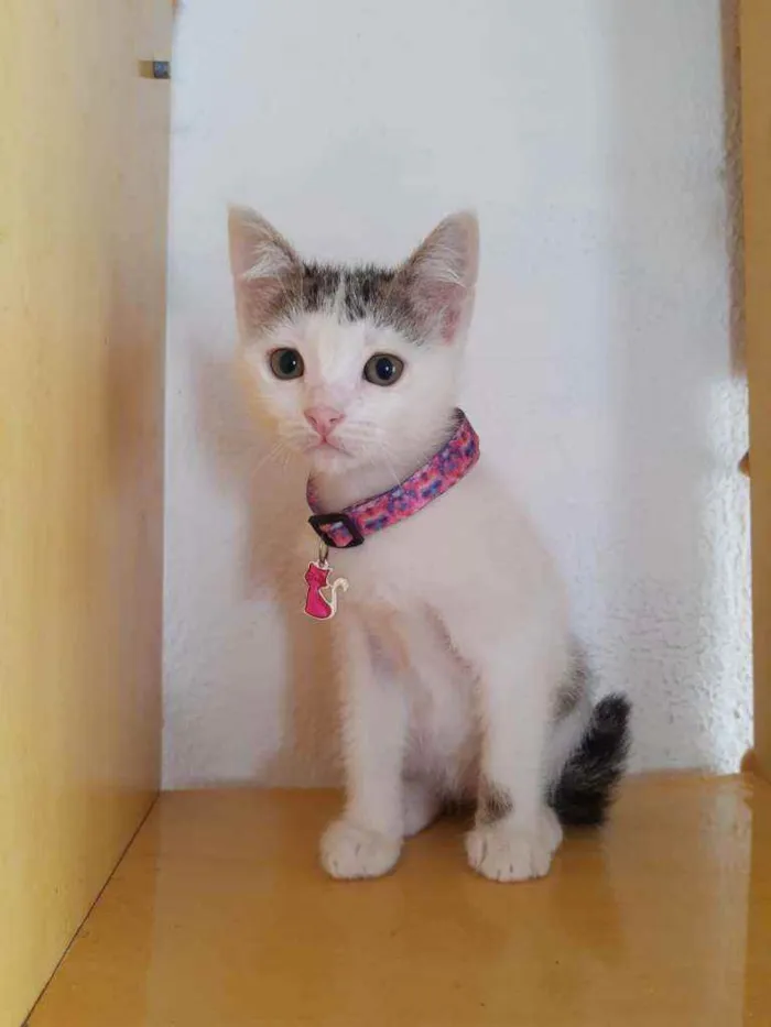 Gato raça SRD  idade Abaixo de 2 meses nome Babi 