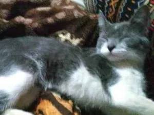 Gato raça S.R.D. idade 2 a 6 meses nome Tatá